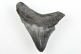 2.32" Juvenile Megalodon Tooth - South Carolina - #196088-1